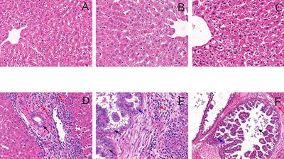 Immune modulation of Th1/Th2/Treg/Th17/Th9/Th21 cells in rabbits infected with Eimeria stiedai